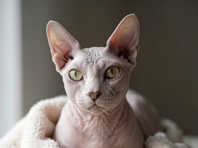 南京猫舍纯种无毛猫实拍