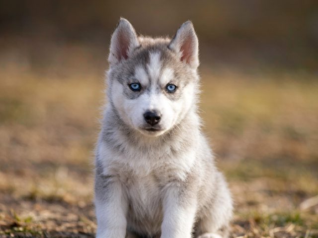 南京犬舍纯种哈士奇实拍