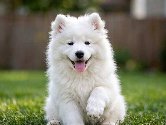 南京犬舍纯种萨摩耶实拍