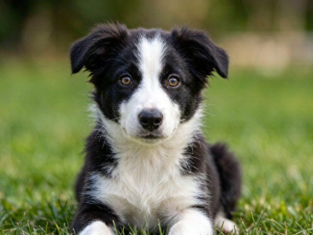 南京犬舍纯种边牧实拍
