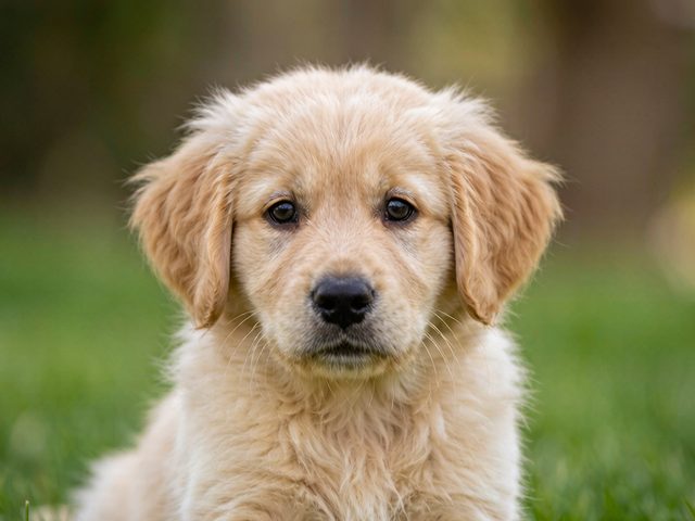 南京犬舍纯种金毛实拍