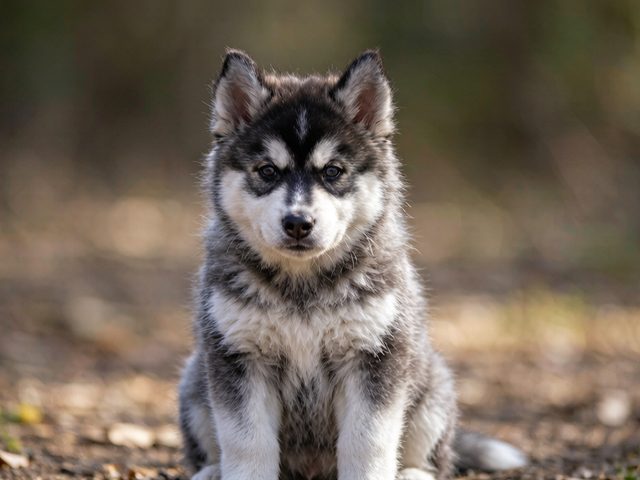 南京犬舍纯种阿拉斯加实拍